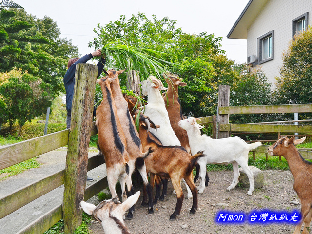 【宜蘭景點推薦】宜農牧羊場~親子家庭出遊好去處，逗羊玩、DIY羊奶香皂、擠羊奶、餵小動物一次滿足